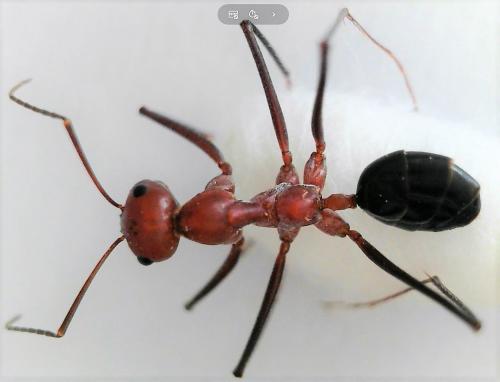 Cataglyphis nodus